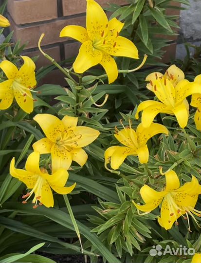 Лилии луковицы