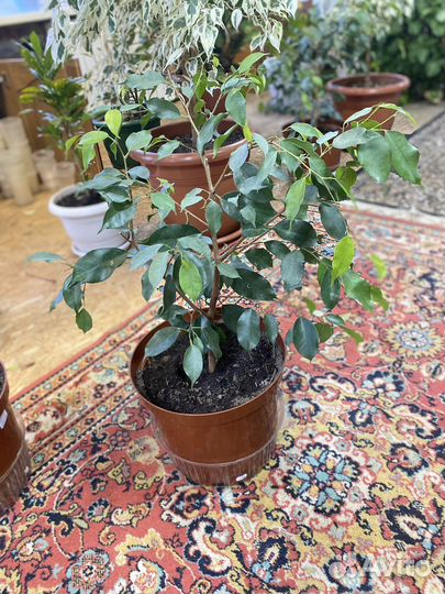 Фикус бенджамина