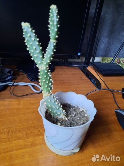 Кактусы и суккуленты