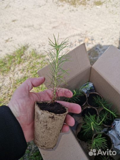 Саженцы сосны зкс оптом