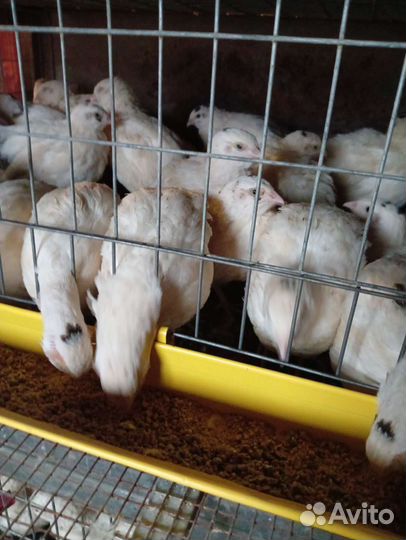 Перепела перепелята и яйцо