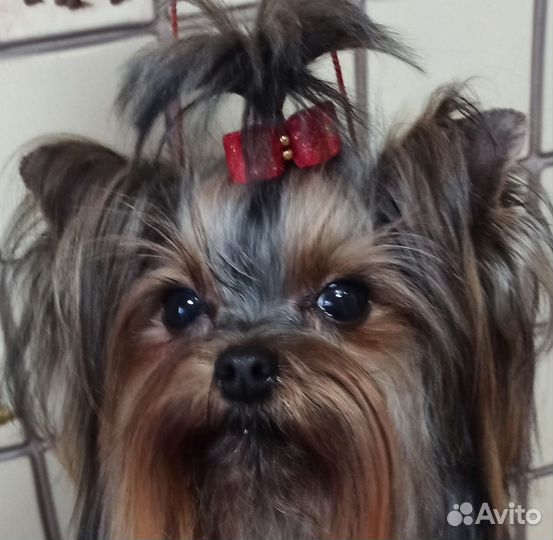 Йоркширский терьер Вязка