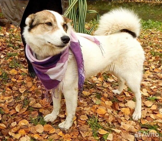 Вьюжа - помесь лайки