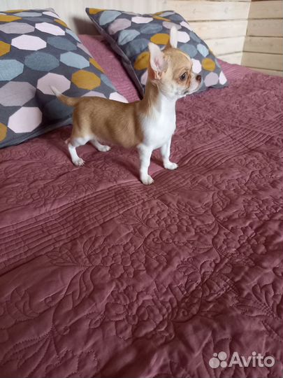 Чихуахуа девочка