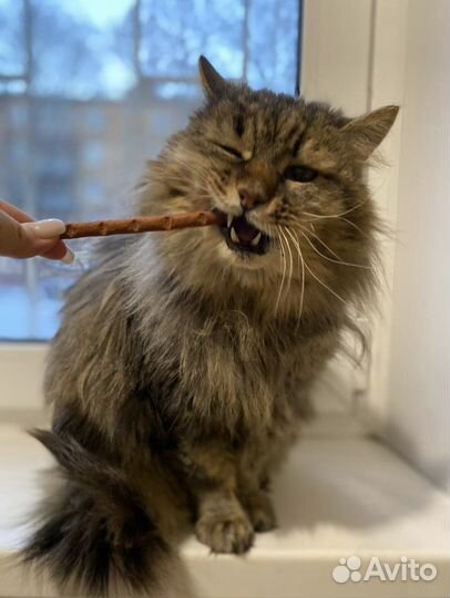 Кот ищет дом