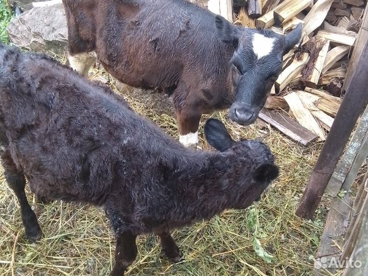 Живые телята