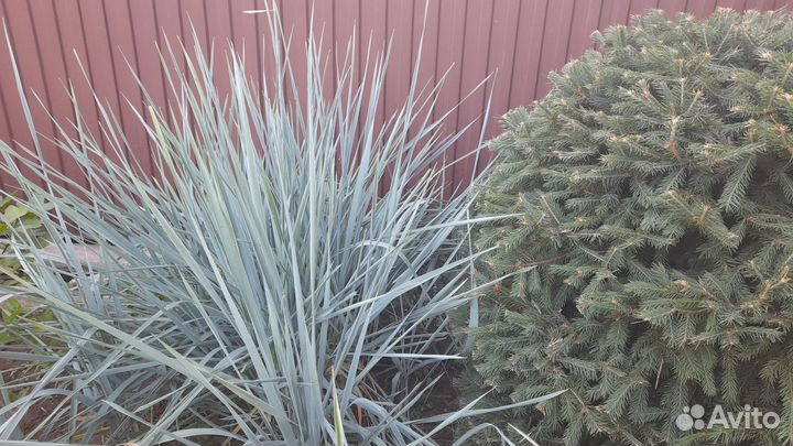 Элимус песчаный