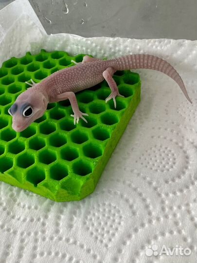 Эублефар гекон