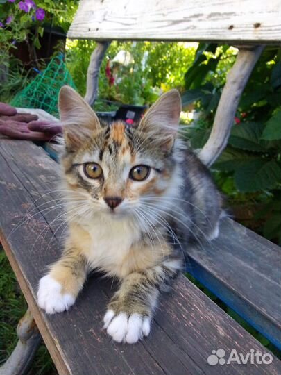 Котята-девочки