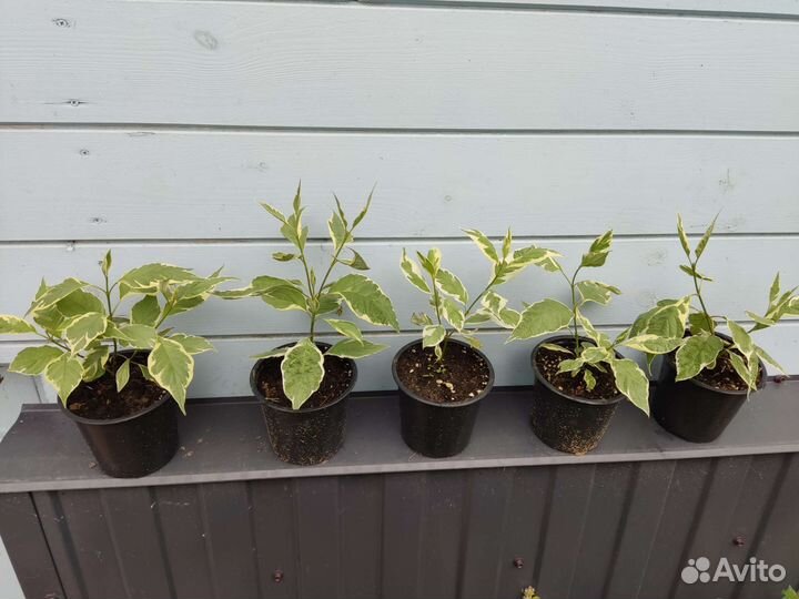 Дерен белый, калина бульденеж, спирея грефшейм