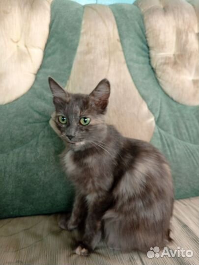 Кошка