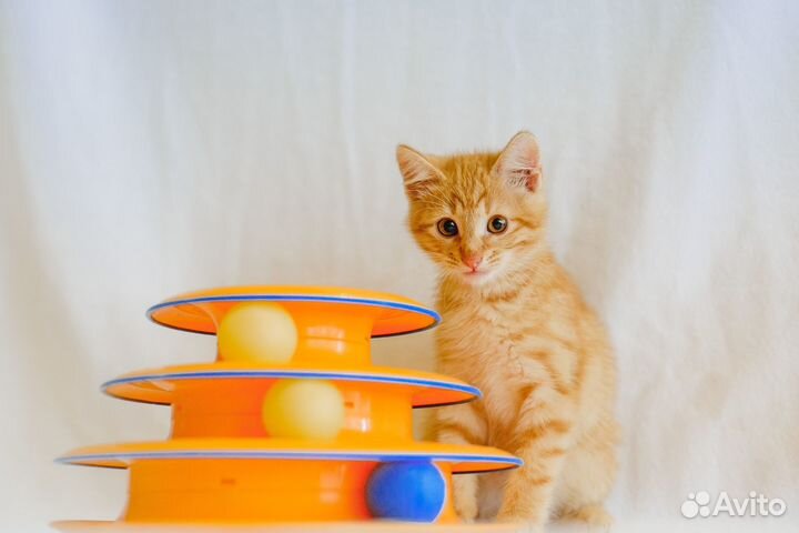 Котёнок Котя