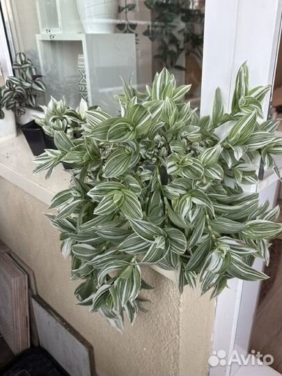 Традесканция