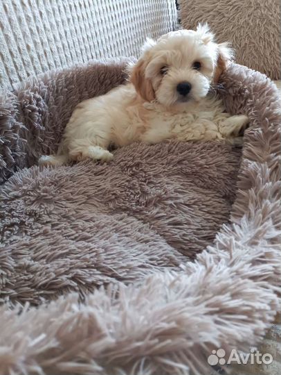 Щенок мальтипу