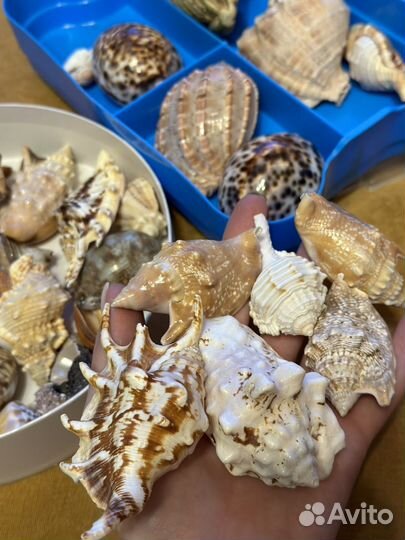 Ракушки морские
