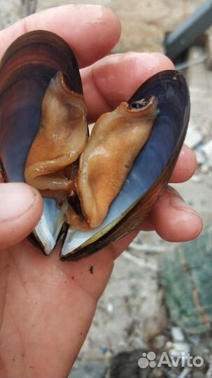 Мясо рапана большой + Мидии