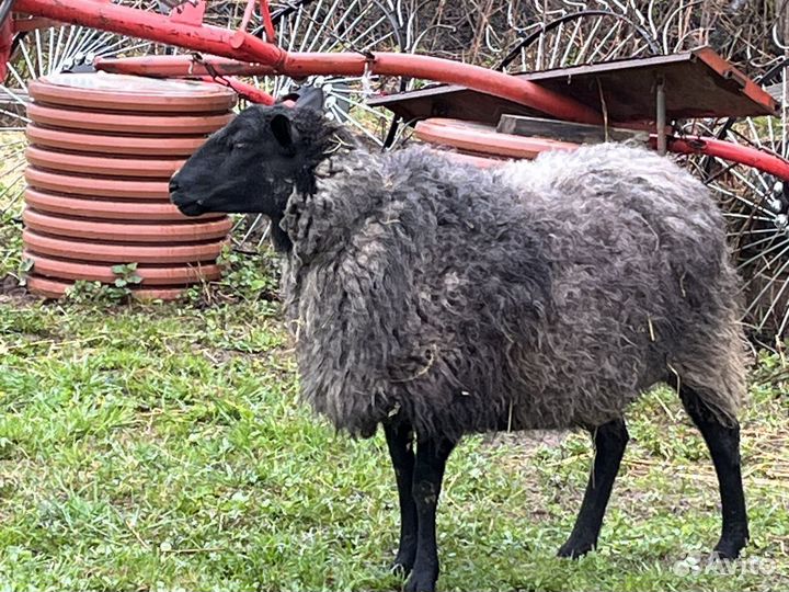 Молодая племенная овца