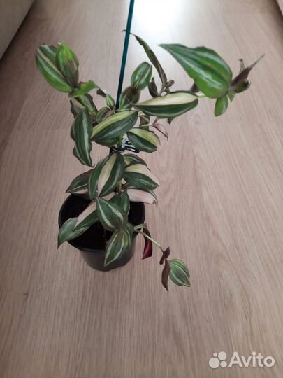 Традесканция триколор