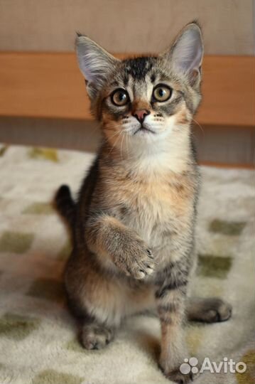 Котёнок Чаузи F3 девочка Аиша