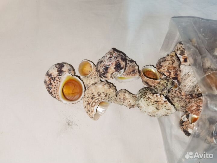Ракушки заказ