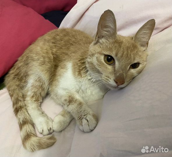 Рыжий котенок девочка в добрые руки