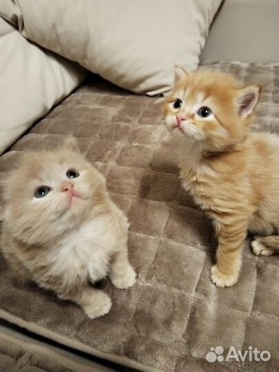 Шотландская