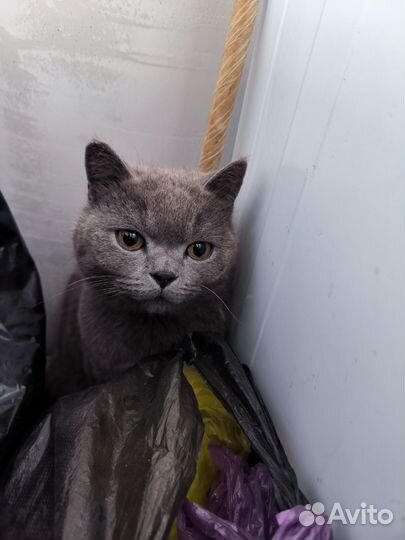 Британский кот