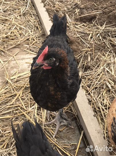 Маран чёрно-медный Петушок, 2 месяца