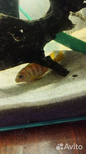 Цихлида малавии