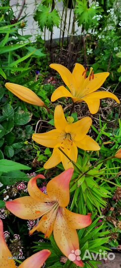 Цветы луковичные