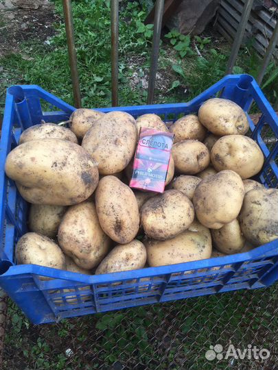 Картофель на посадку