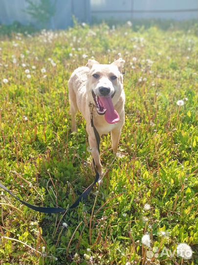 Девочка собака отдам