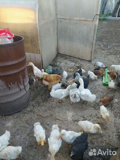 Утята,куры и петушки молодняк,цыплята