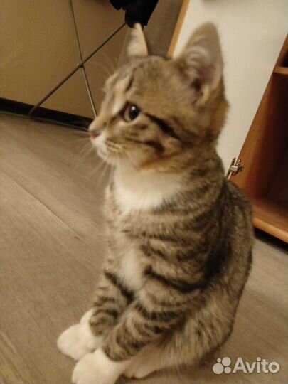 Котик и кошка в дар