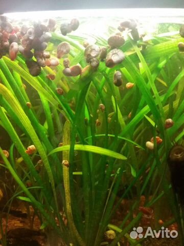 Улитки и водоросли