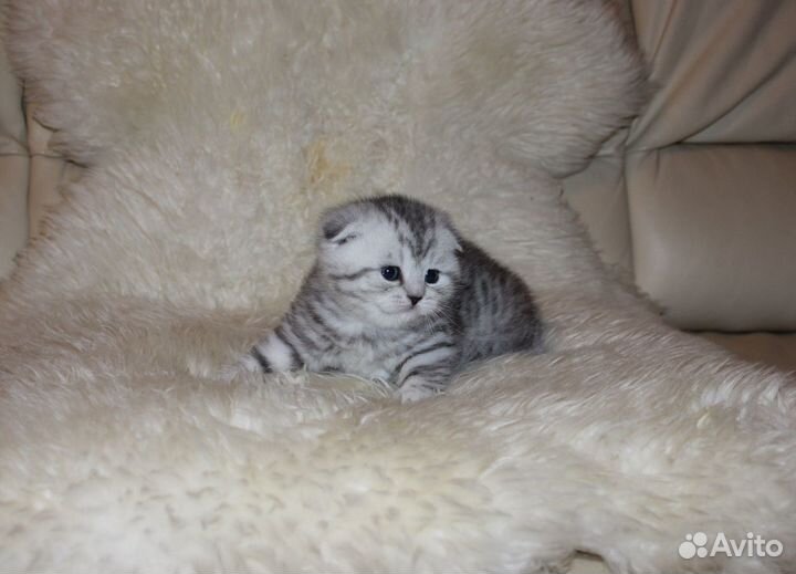 Шотландские котята