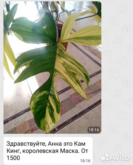 Кам кинг фил