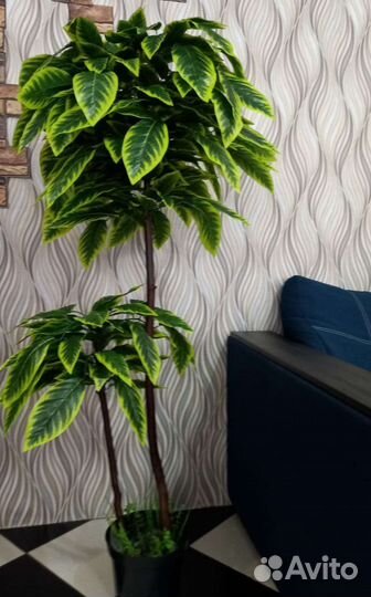 Дерево манго