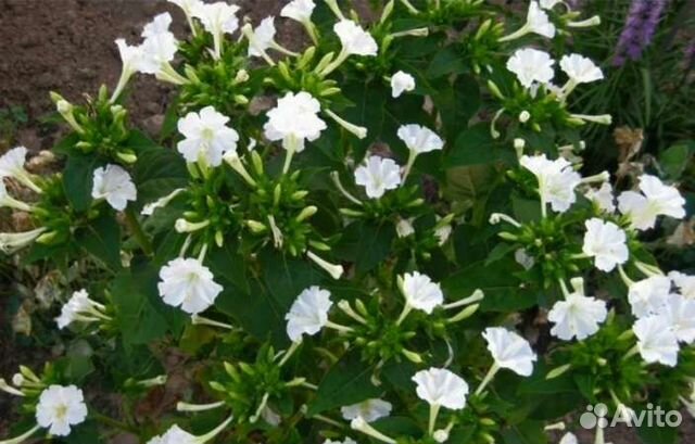 Мирабилис (ночная красавица)