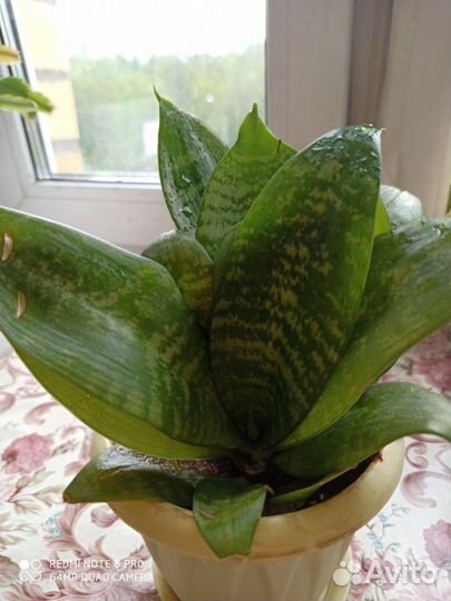 Сансевиерия