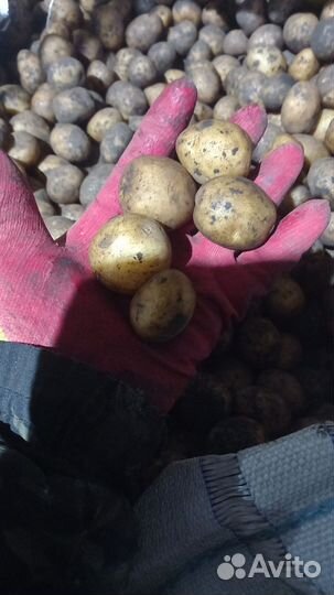 Семенной картофель галла