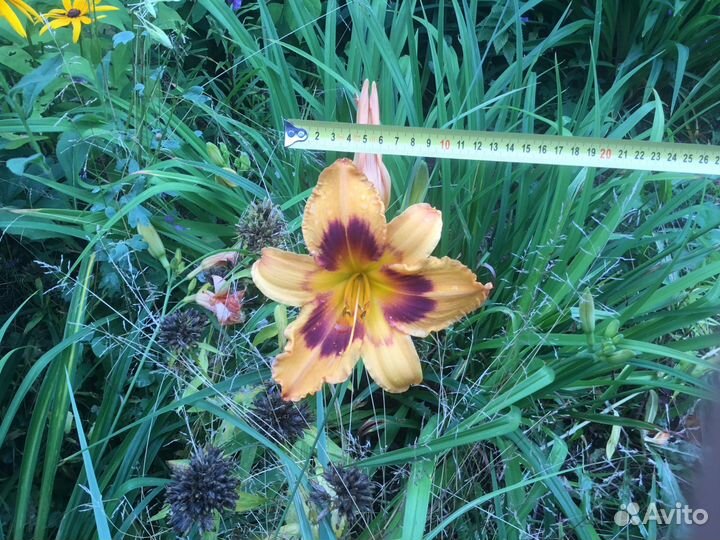 Лилейники сортовые элитные