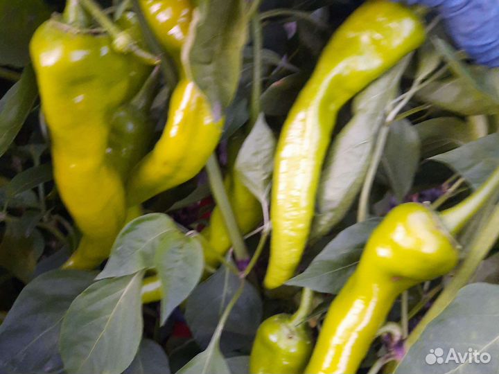 Овощи оптом