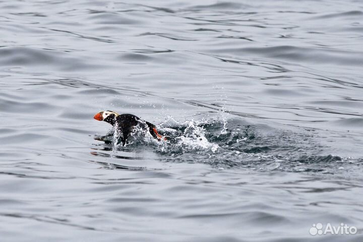 Морские прогулки