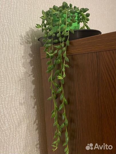 Крестовник геррейна