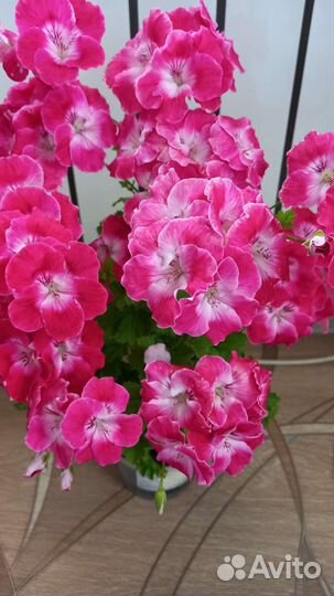 Герани, пеларгонии