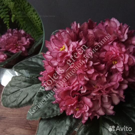 Фиалки сортовые селекции Фиалковода