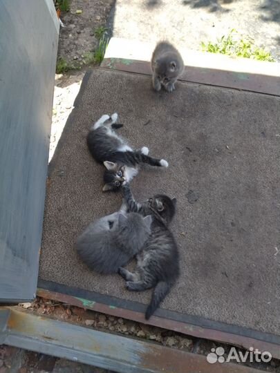 Котята в добрые руки