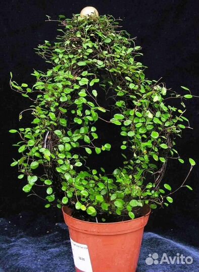 Мюленбекия Ампельная/почвопокровник