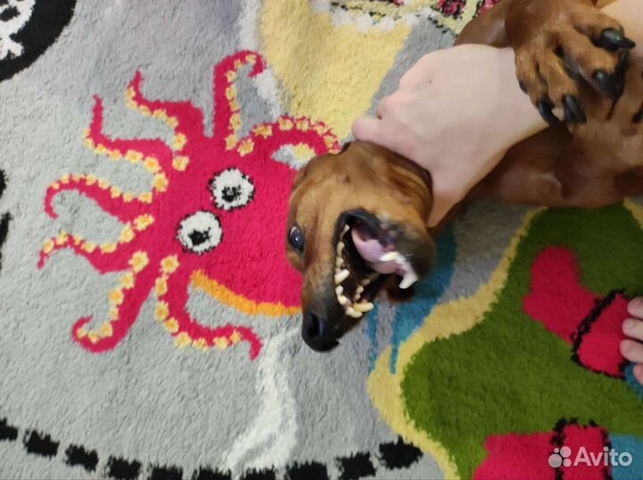 Кобель Такса